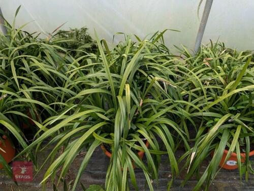 3 X LIRIOPE