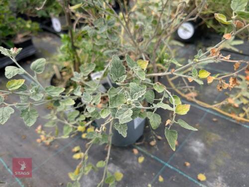 3 X MIXED SHRUBS