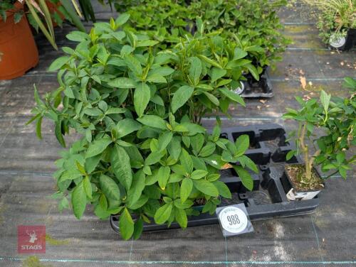 8 X REINWARTIA INDICA