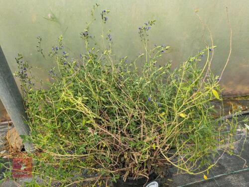 1 X UNKNOWN SHRUB