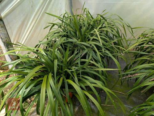3 X LIRIOPE