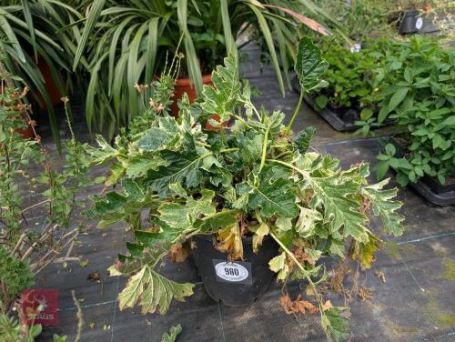 ACANTHUS WHITEWATER