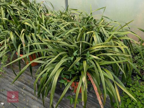 2 X LIRIOPE
