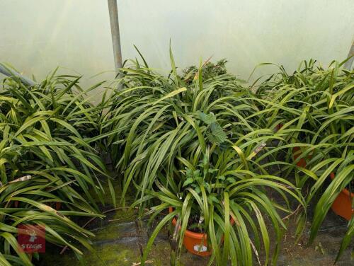 3 X LIRIOPE