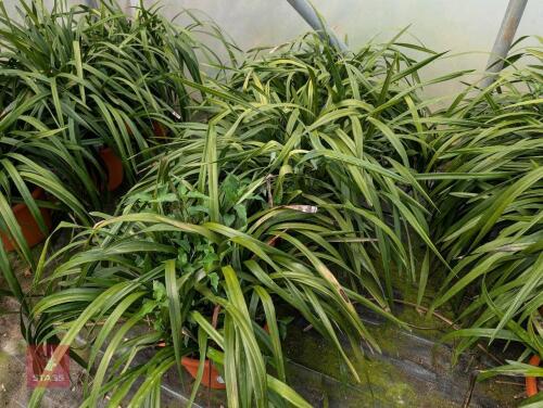 3 X LIRIOPE
