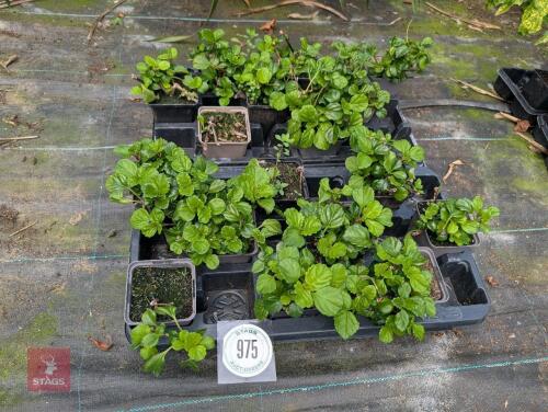17 X PLECTRANTHUS SPECIES