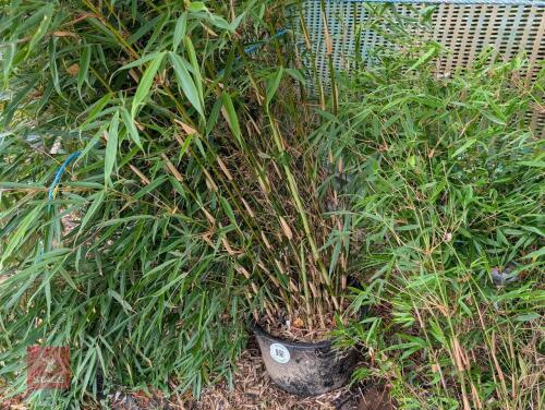 1 X EVERGREEN CLUMP OF BAMBOO 20L POT