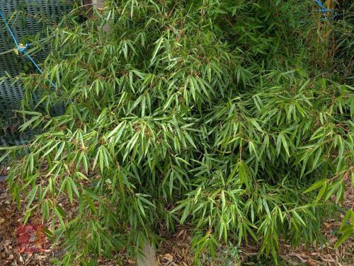 1 X EVERGREEN CLUMP OF BAMBOO 20L POT
