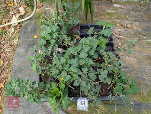 27 X SPHAERALCEA MUNROANA