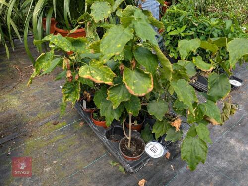 10 X ABUTILON CHRISTMA CAROL