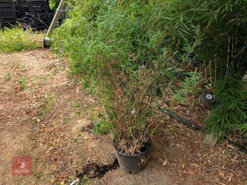 1 X EVERGREEN CLUMP OF BAMBOO