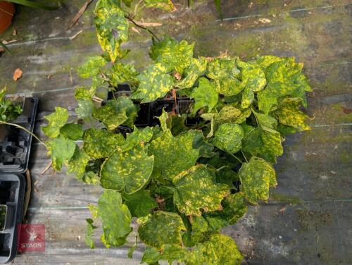19 X ABUTILON CHRISTMAS CAROL