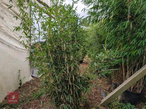 1 X EVERGREEN CLUMP OF BAMBOO 20L POT