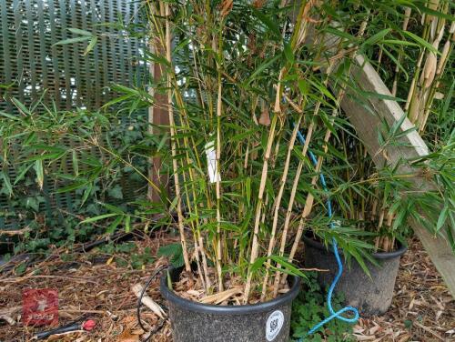 1 X EVERGREEN CLUMP OF BAMBOO 20L POT