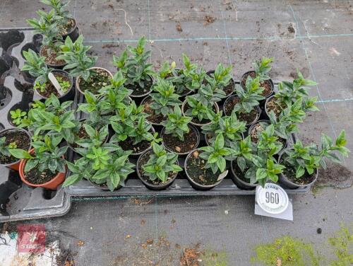 26 X SARCOCOCCA CONFUSA