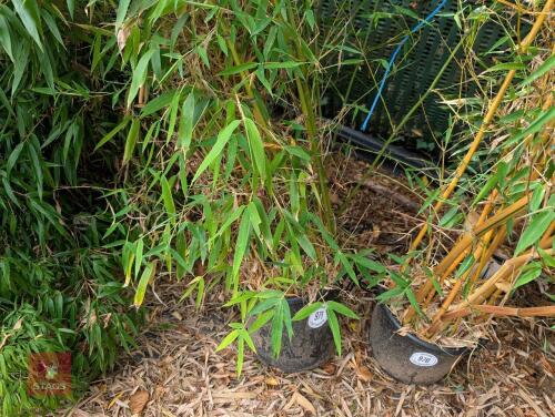 1 X EVERGREEN CLUMP OF BAMBOO 20L POT