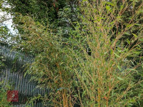 1 X EVERGREEN CLUMP OF BAMBOO 20L POT