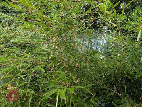 1 X EVERGREEN CLUMP OF BAMBOO 20L POT
