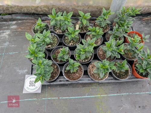 20 X SARCOCOCCA CONFUSA