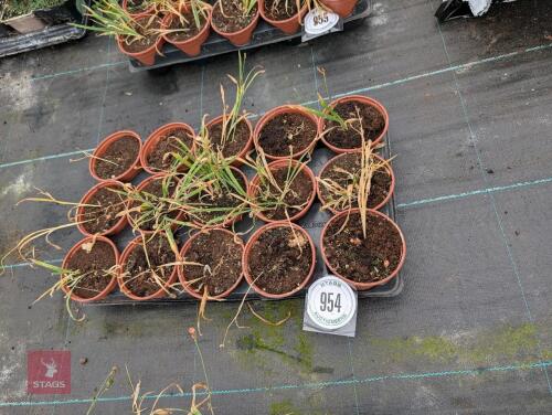 13 X ANOMATHECA LAXA