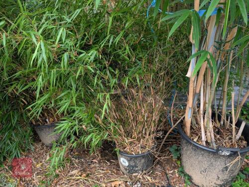 1 X EVERGREEN CLUMP OF BAMBOO 20L POT