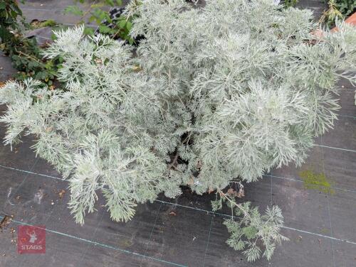 1 X ARTEMISIA POWIS CASTLE
