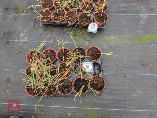 13 X ANOMATHECA LAXA