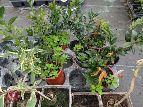 11 X MIXED SHRUBS