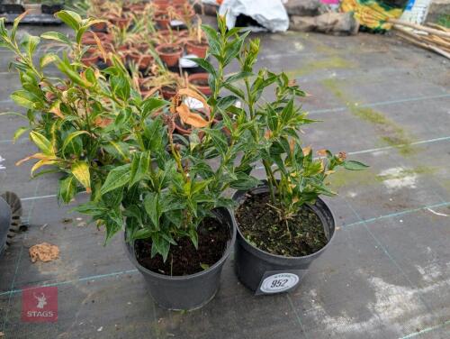 2 X SARCOCOCCA WALLICHII