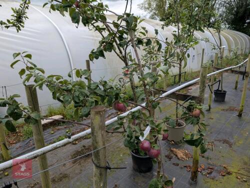 1 X APPLE (MALUS) SPARTAN
