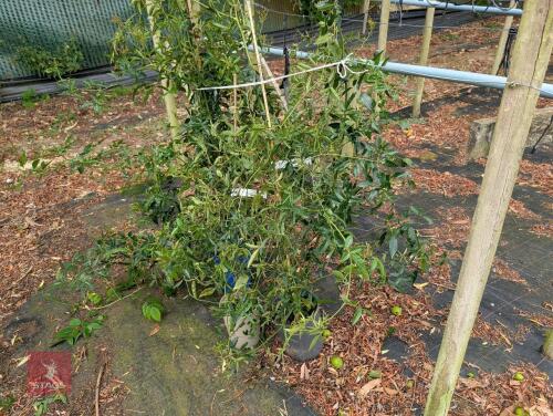3 X ROSA BANKSIAE CLIMBER