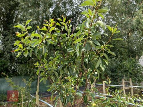 1 X FRUIT PYRYUS WILLIAMS PEAR