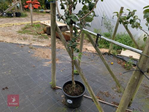 1 X FRUIT APPLE DISCOVERY
