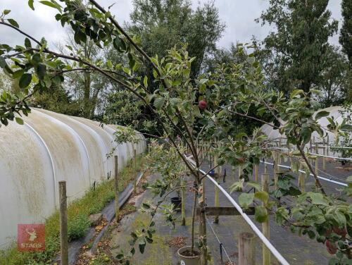 1 X FRUIT APPLE LAXTONS SUPERB