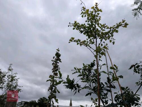 2 X MIXED TREES