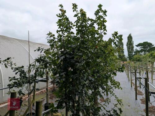 3 X ACER CAMPESTRE TREES