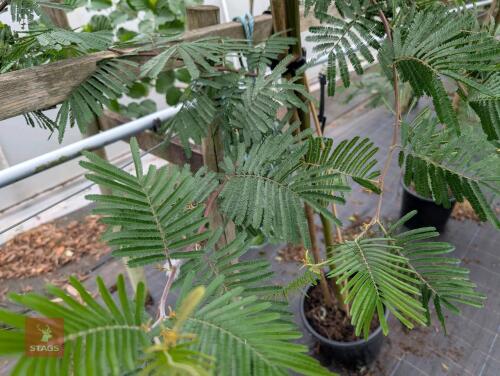 1 X ACACIA DEALBATA MIMOSA