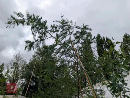 1 X ACACIA DEALBATA MIMOSA