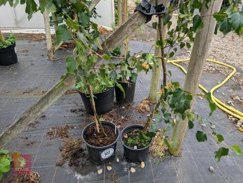 3 X BIRCH TREES