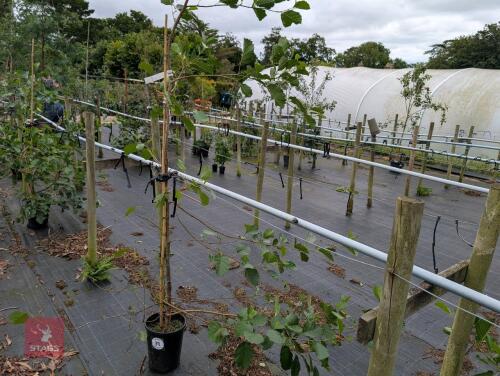 1 X ALNUS GLUTINOSA TREE