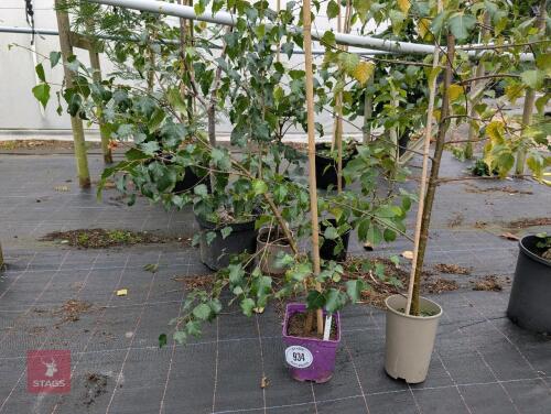 2 X BIRCH TREES