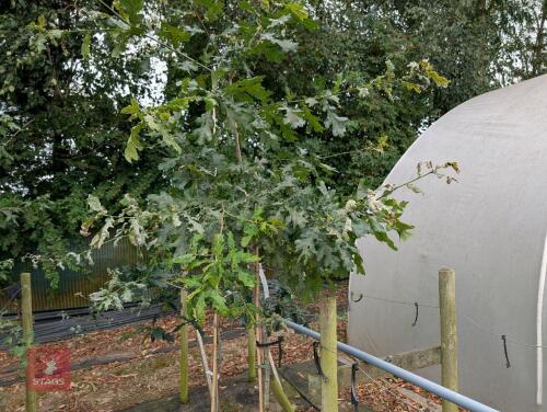 1 X QUERCUS ROBUR TREE