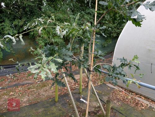 1 X QUERCUS ROBUR TREE