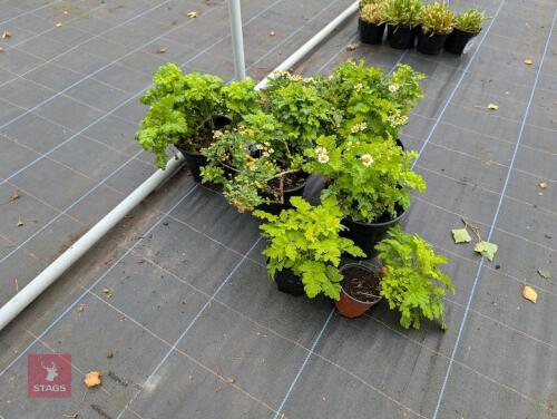 6 X GOLDEN FEVERFEW