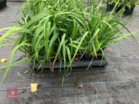 12 X LIBBERTIA GRANDIFLORA