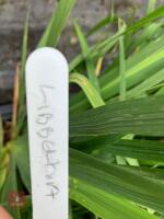 12 X LIBBERTIA GRANDIFLORA - 3