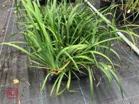 12 X LIBBERTIA GRANDIFLORA - 4