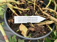 7 X PERSICARIA CAMPANULATA - 3
