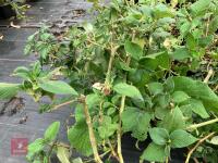 7 X PERSICARIA CAMPANULATA - 4