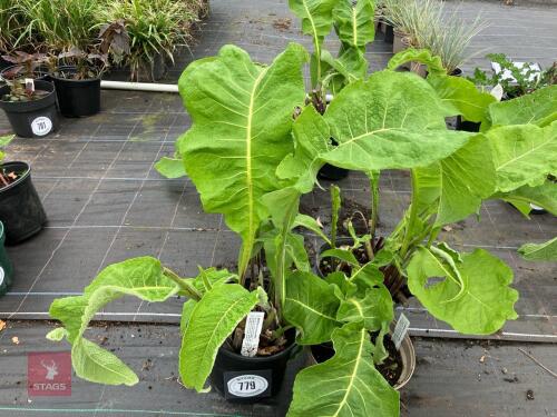 3 X INULA CAR PARK""